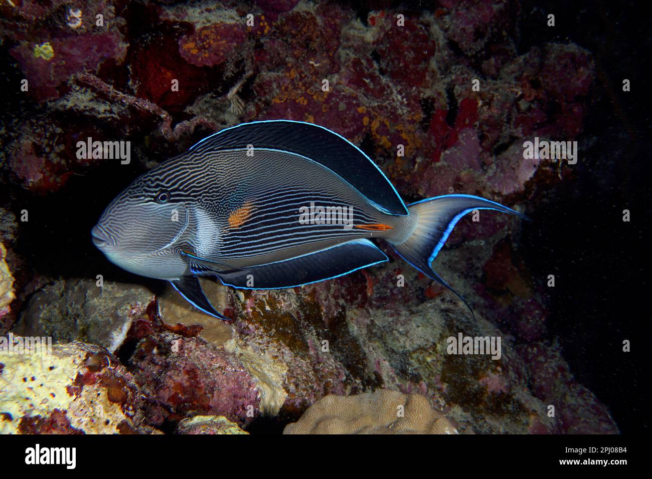 Der Rote-Meer-Clown-Chirurg (Acanthurus sohal) in der Nacht. Tauchplatz Abu Fendera, Ägypten, Rotes Meer Stockfoto