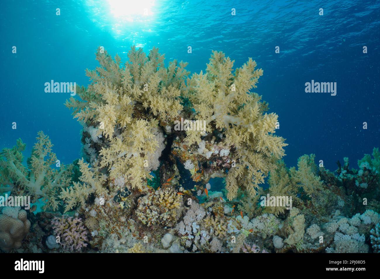 Brokkolibaum (Litophyton arboreum) im Hintergrundlicht. Tauchplatz House Reef, Mangrove Bay, El Quesir, Rotes Meer, Ägypten Stockfoto