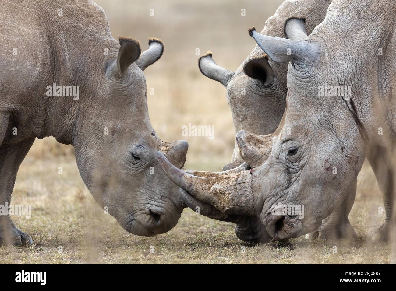 Weißes Nashorn (Ceratotherium simum), Gruppe, Solio Ranch, Kenia Stockfoto