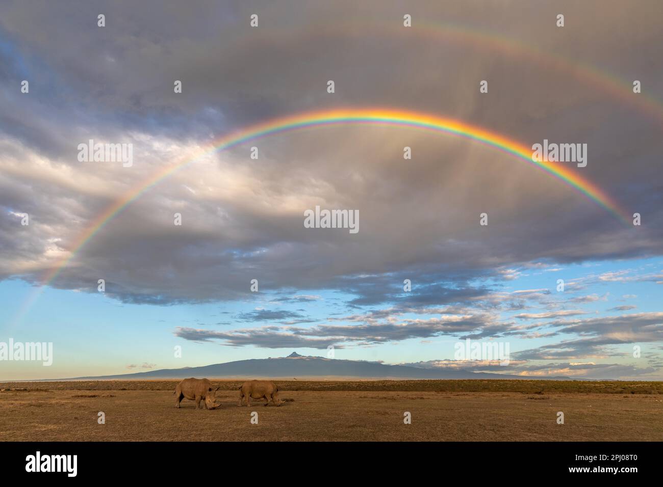 Weißes Nashorn (Ceratotherium simum), unter einem doppelten Regenbogen, Solio Ranch, Kenia Stockfoto