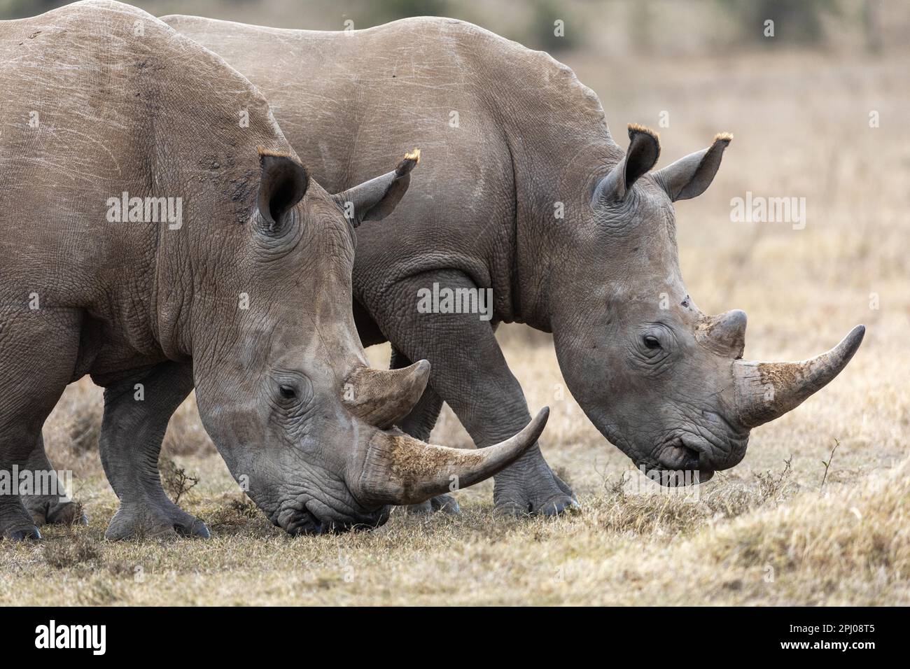 Weißes Nashorn (Ceratotherium simum), zwei Tiere parallel, Solio Ranch, Kenia Stockfoto