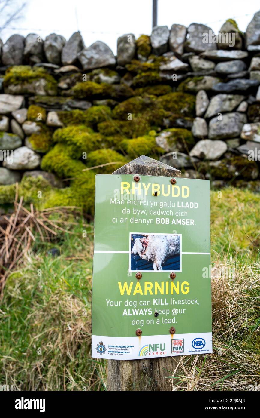 Isoliertes Warnschild in walisischer Landschaft, das Hundebesitzer darauf hinweist, „Ihr Hund kann Vieh TÖTEN, halten Sie Ihren Hund IMMER auf der Spur“ Snowdonia-Nationalpark. Stockfoto