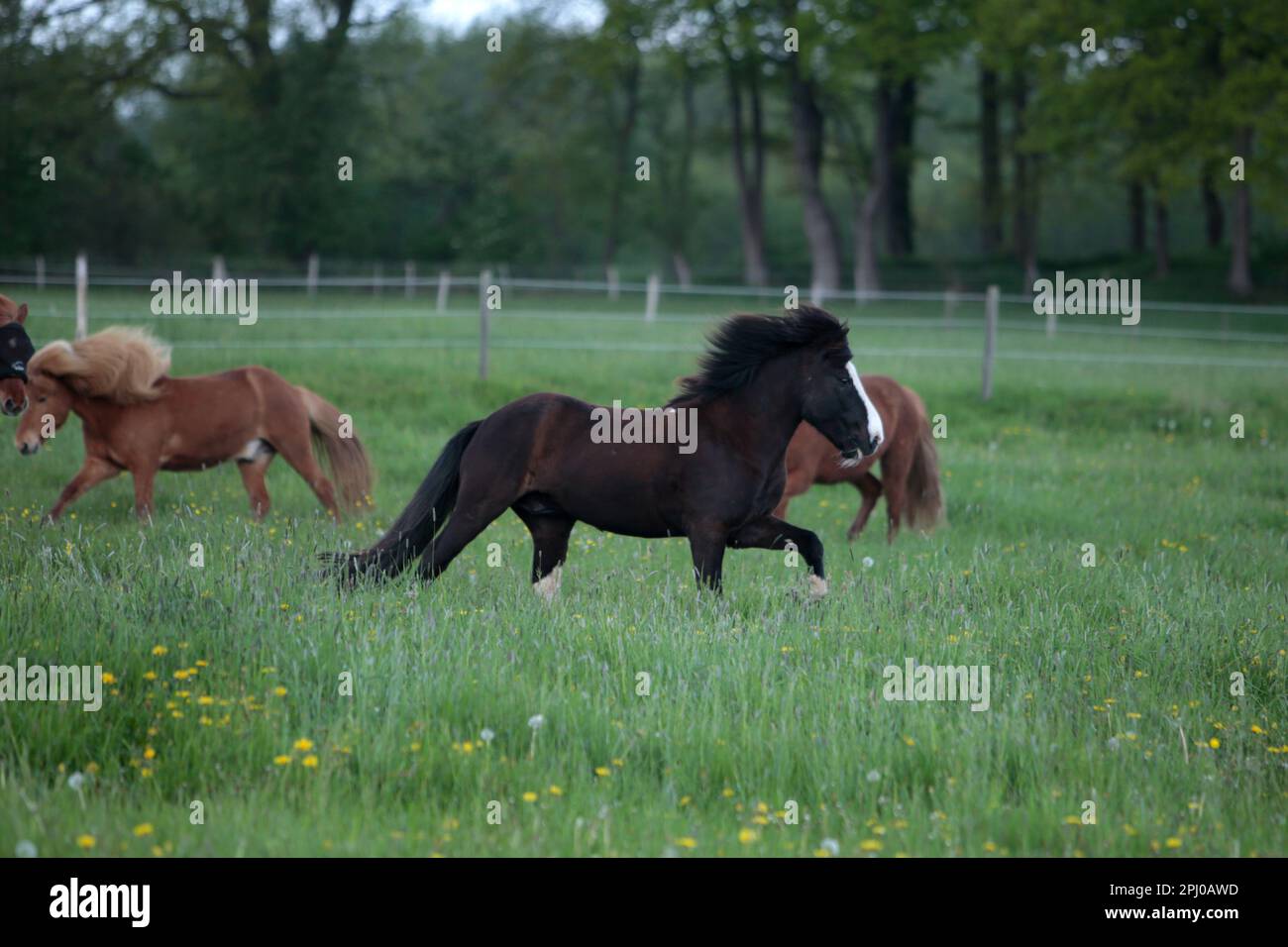 Islandpferde, die auf einer Weide weiden Stockfoto