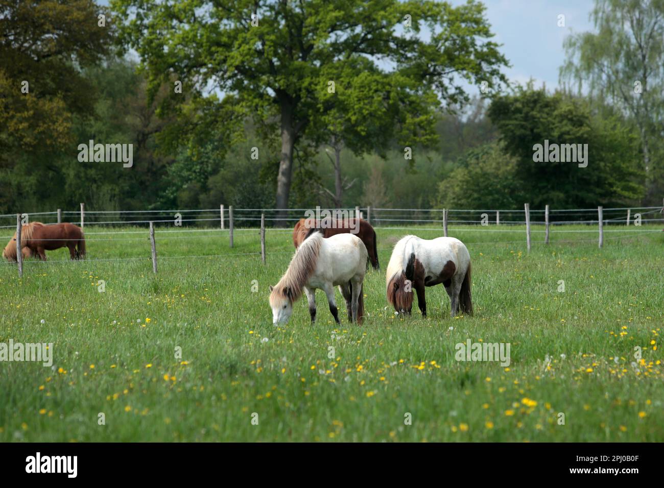 Islandpferde, die auf einer Weide weiden Stockfoto