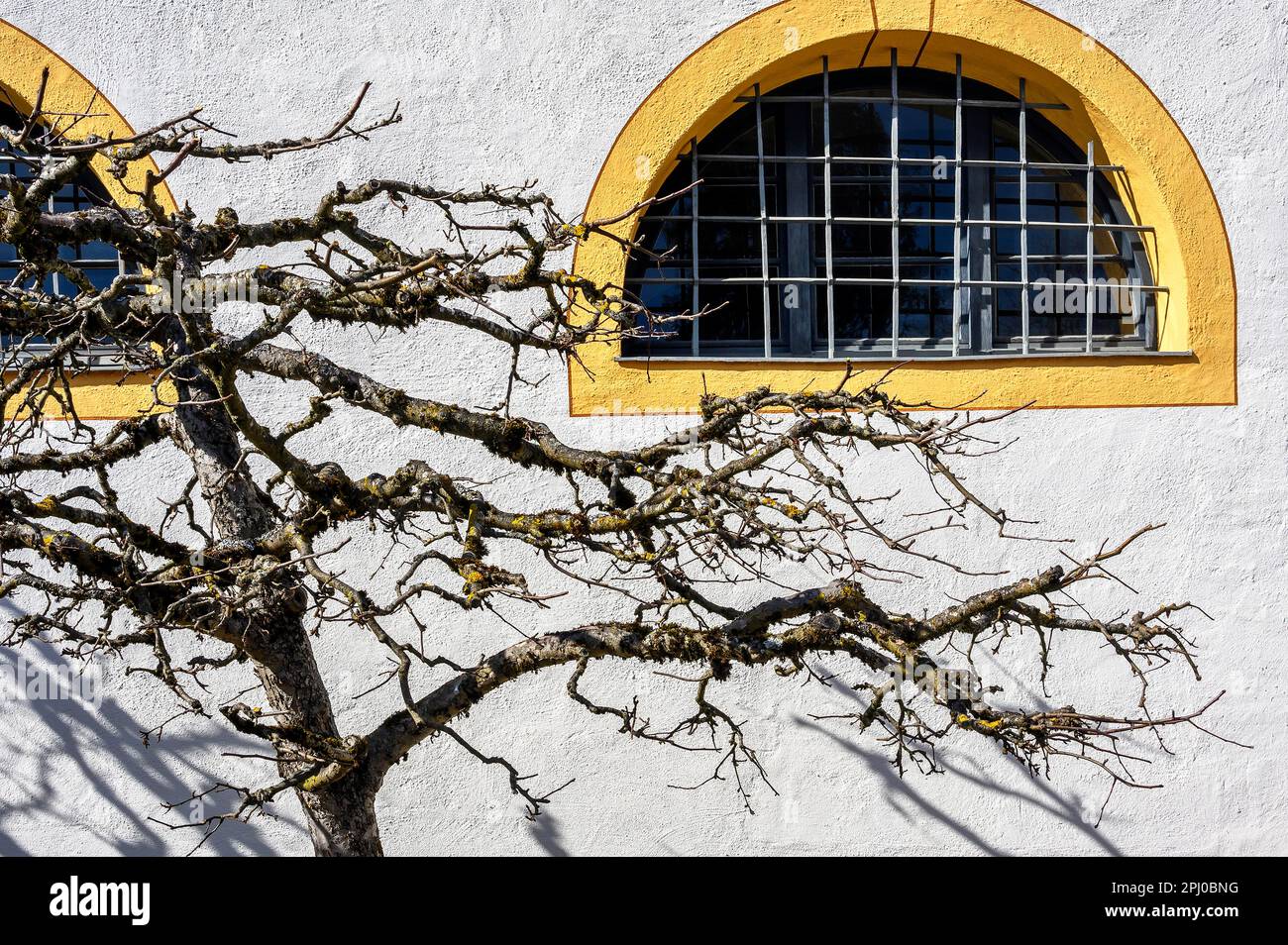 Bizarre Zweige mit Flechten und verschließtem Bogenfenster, Heiligkreuz bei Kempten, Allgaeu, Bayern, Deutschland Stockfoto