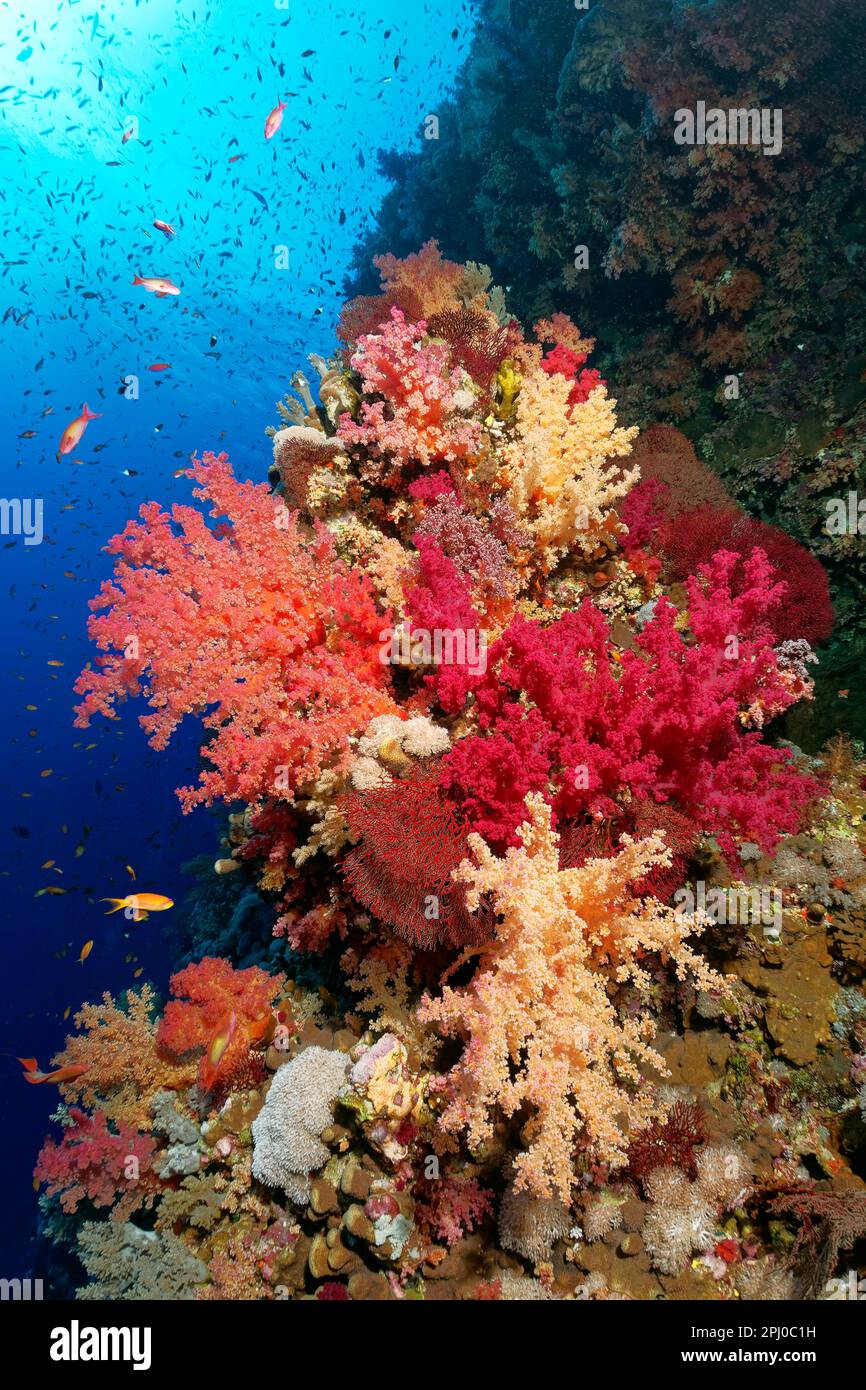 Korallenriff Mauer, großer Korallenblock mit vielen Klunzingers Weichkorallen (Dendronephthya) in verschiedenen Schattierungen von Rot, Rot, Rotes Meer, Brother Inseln auch Stockfoto