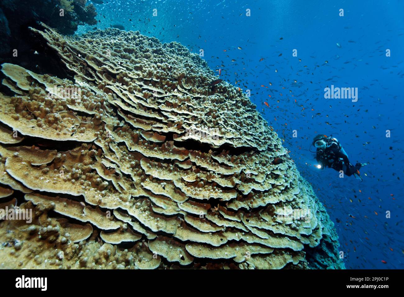 Taucher mit Blick auf die Akropora-Koralle (Acropora danai), sehr groß, riesig, an der Korallenriffwand, Rotes Meer, Daedalus-Riff, Marsa Alam, Ägypten Stockfoto