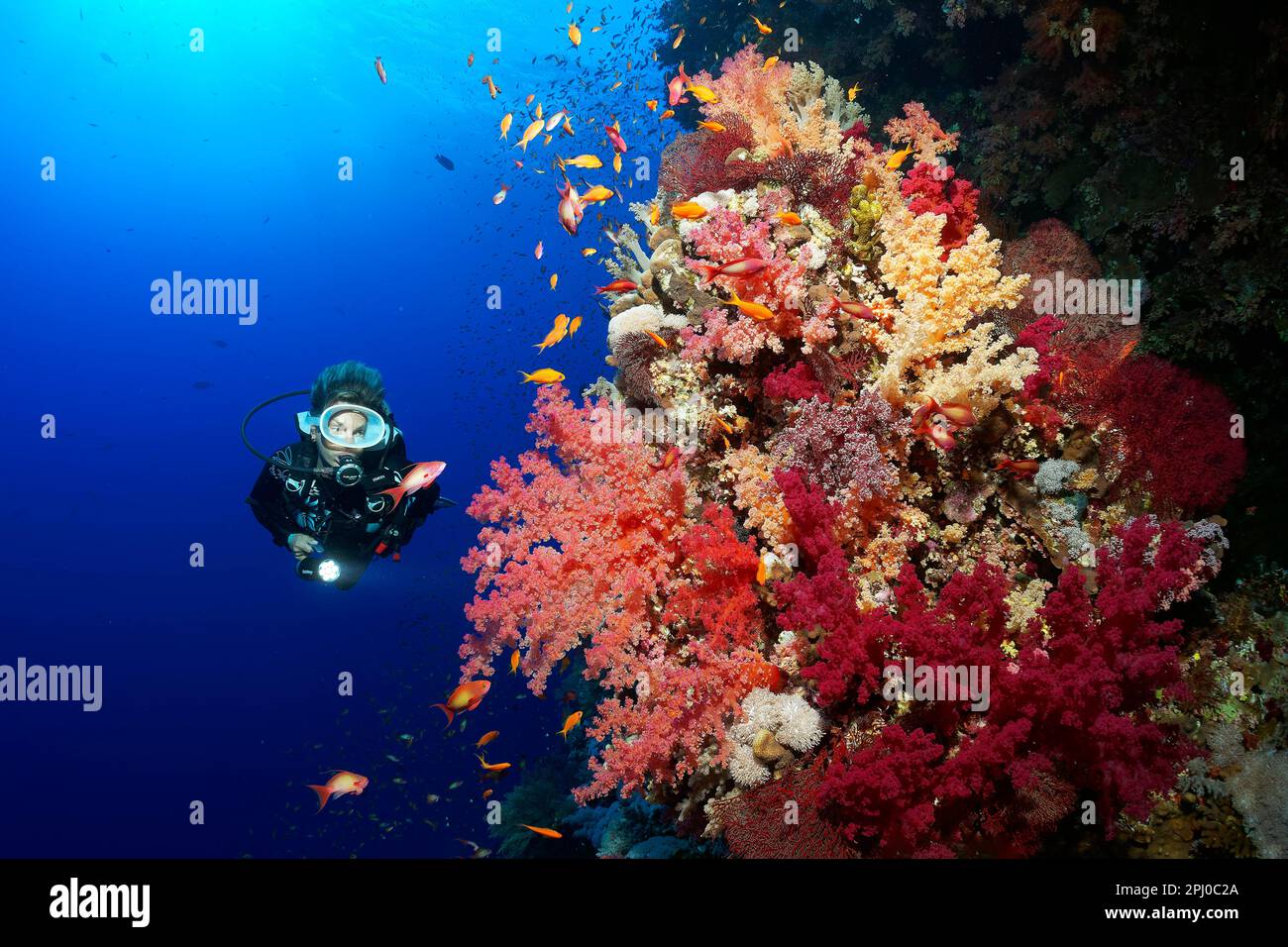Taucher, weibliche Taucherin, die auf einen großen Korallenblock mit vielen Klunzingers Weichkorallen (Dendronephthya) in verschiedenen Schattierungen von Rot, Rot, Rotes Meer, Bruder schaut Stockfoto