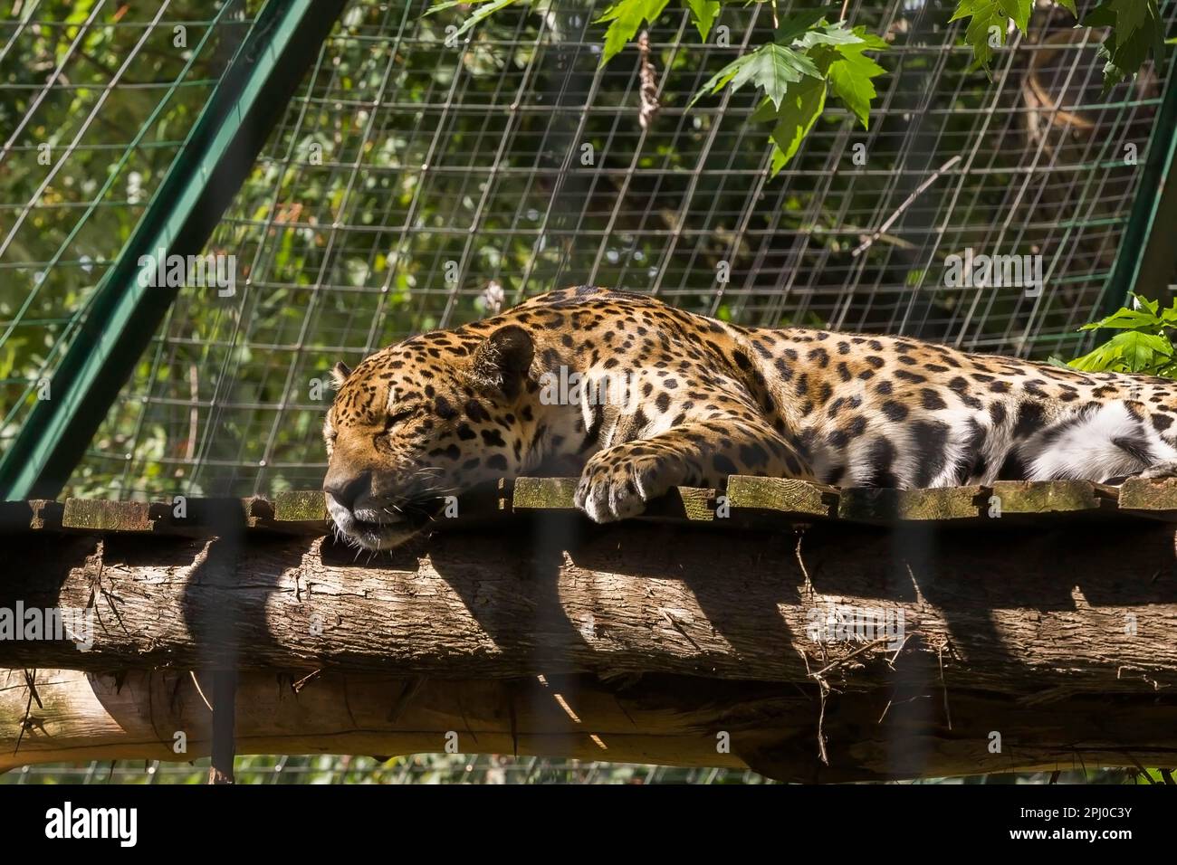 Jaguar (Panthera onca) im Zoo im Sommer, Granby Zoo, Quebec, Kanada Stockfoto