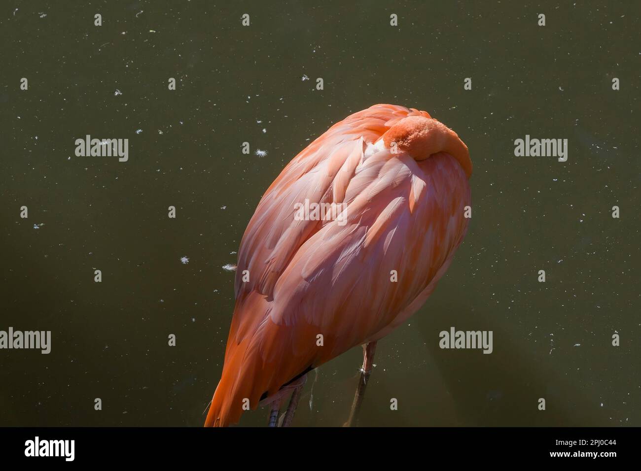 Rosa Flamingo (Phoenicopterus ruber) im Teich im Zoo im Sommer, Granby Zoo, Quebec, Kanada Stockfoto