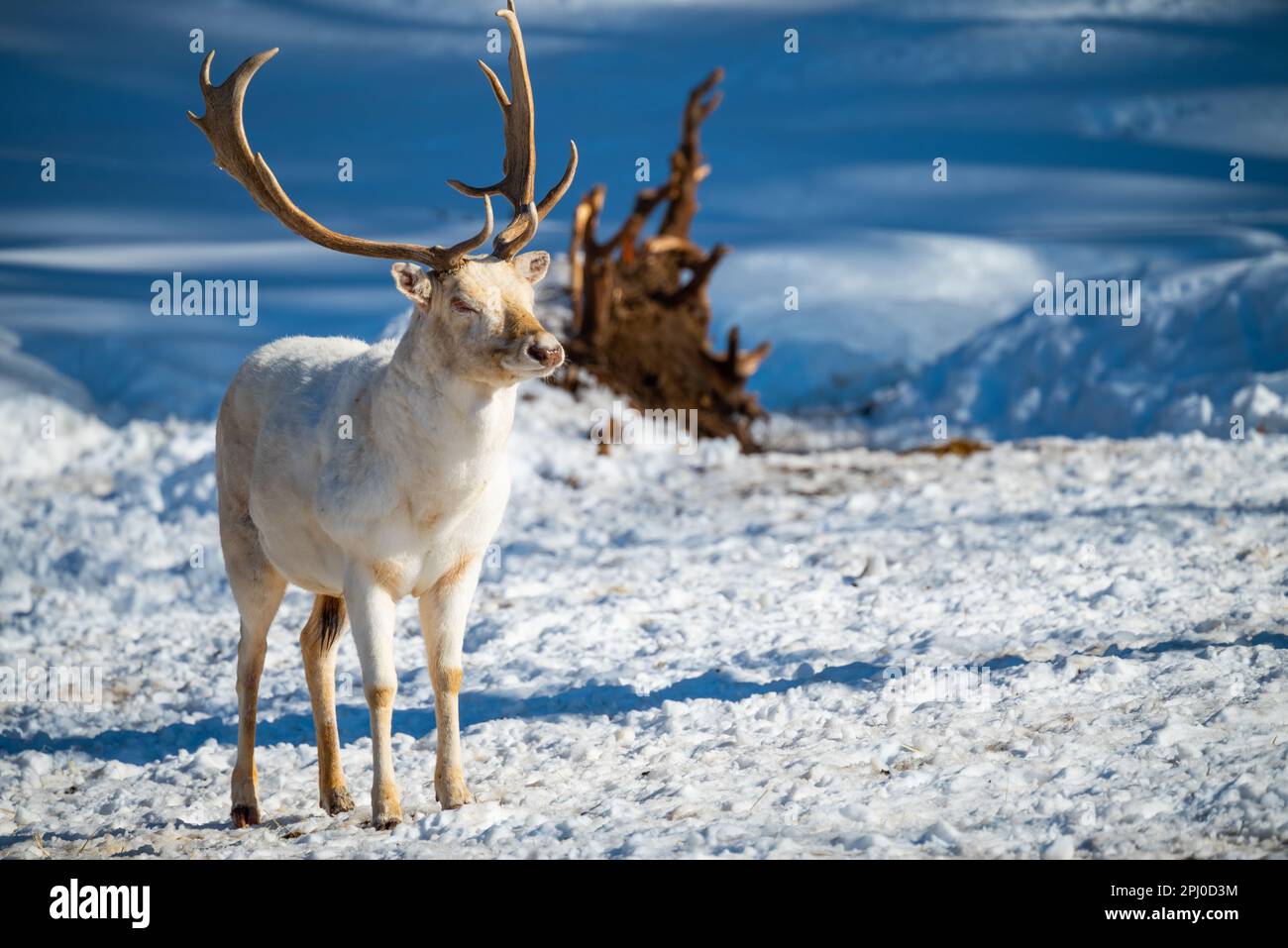 Ein majestätischer weißer Hirsch steht in einem unberührten Winterwunderland, umgeben von einer Decke aus unberührtem Schnee Stockfoto