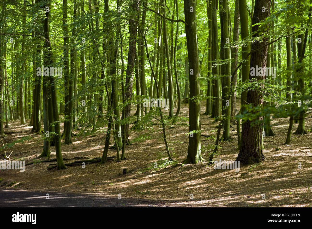 Wald in der Nähe des Königsstuhls, Rügen, Mecklenburg-Vorpommern, Deutschland Stockfoto