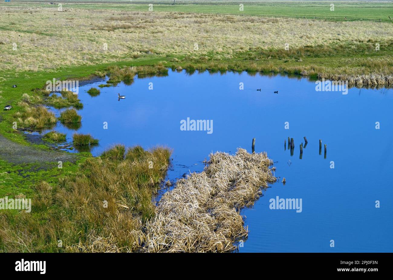 Bremen Lesum, die große Bremse in Werderland, Deutschland Stockfoto