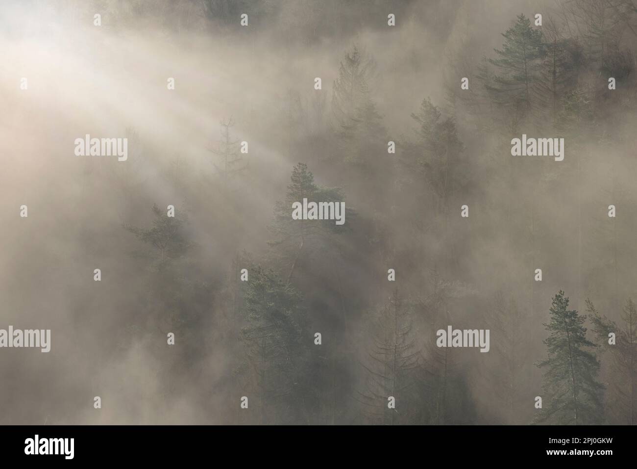 Bäume im Morgennebel, Wehlgrund, Sachsenschweiz, Sachsen, Deutschland Stockfoto