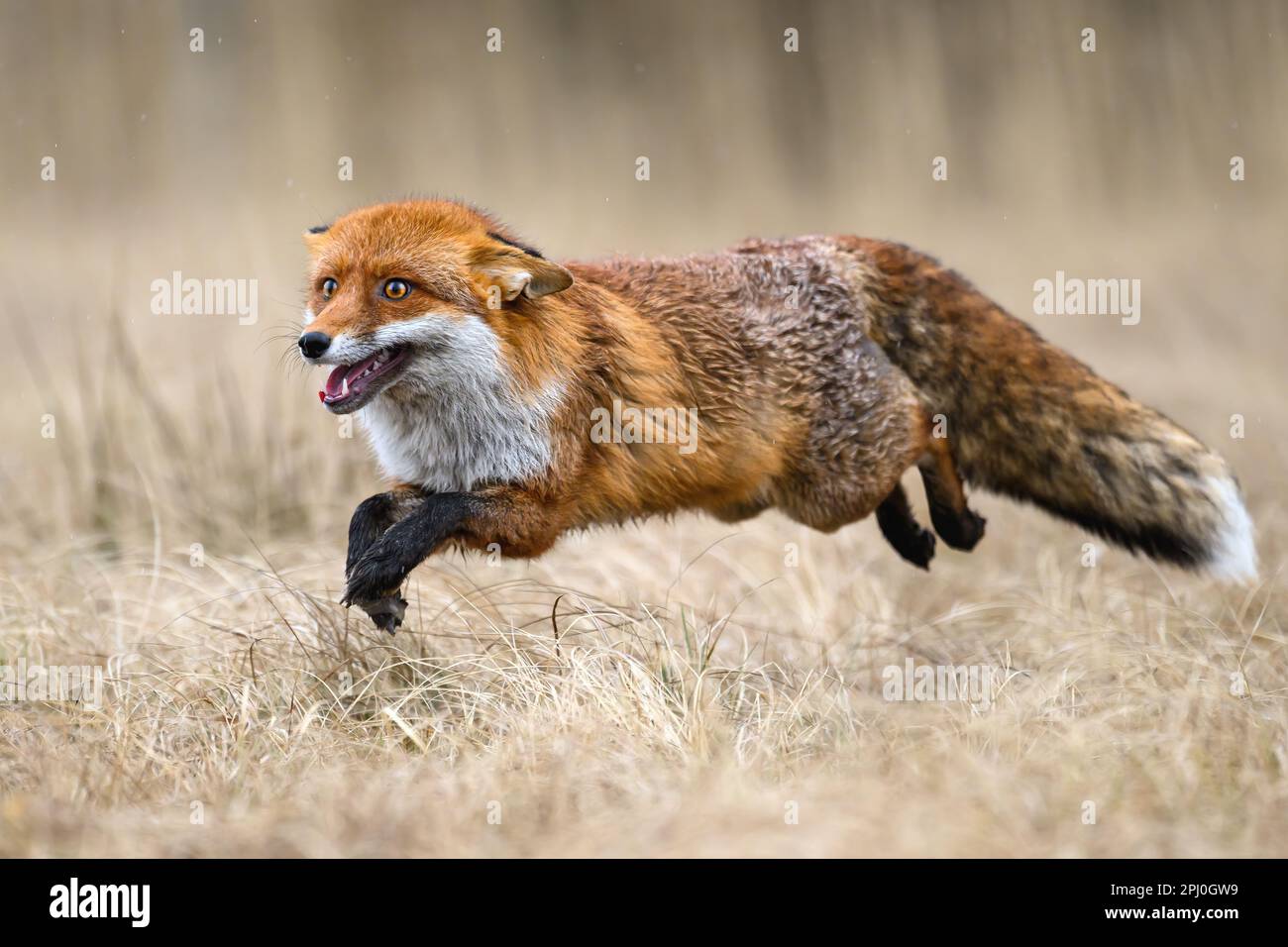 Der rote Fuchs ist hungrig und auf der Suche nach Beute. Stockfoto