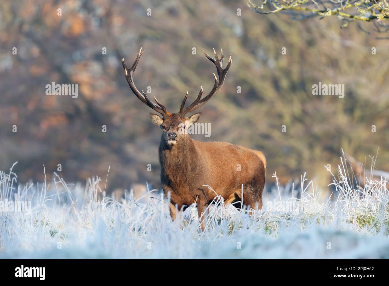 In der Nähe des Red Deer stag im Winter, UK. Stockfoto