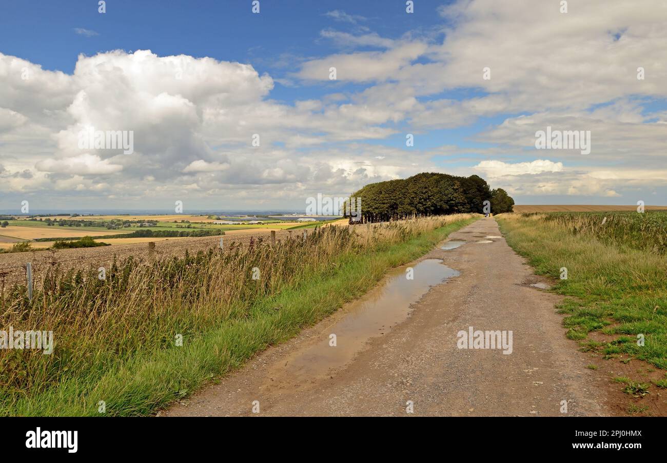 Pfützen entlang des Ridgeway National Trail auf Hackpen Hill, Wiltshire, mit Blick nach Nordwesten. Stockfoto