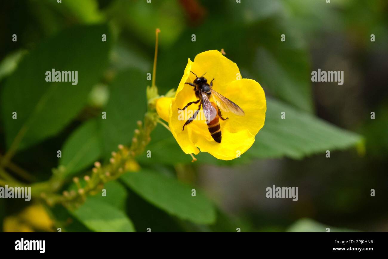Eine Biene in einer gelben Blume Stockfoto