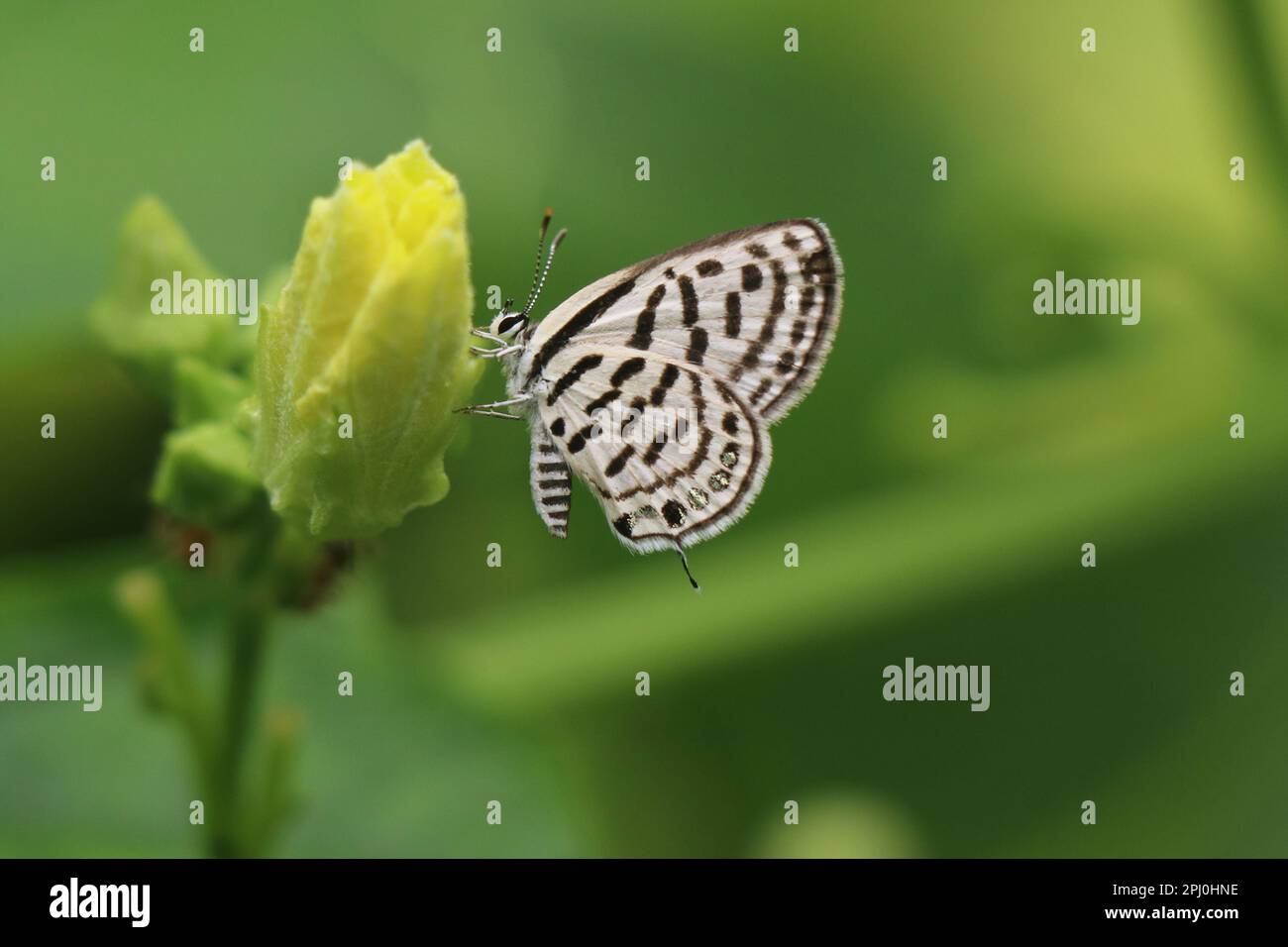 Wunderschöner Schmetterling in einem Garten Stockfoto