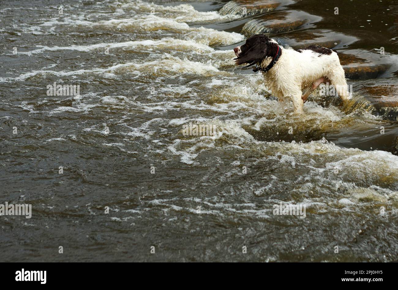 Englischer Springer-Spaniel, steht auf einem Wehr und wartet auf Befehle Stockfoto