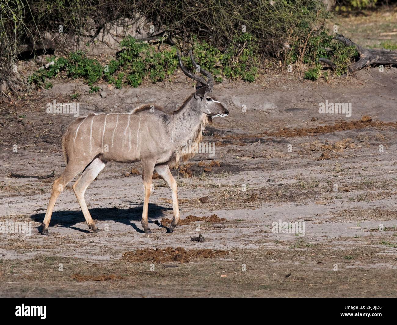 Ein größerer Kudu (Tragelaphus strepsiceros), der im afrikanischen Landschaftsraum vor Botswana spaziert Stockfoto