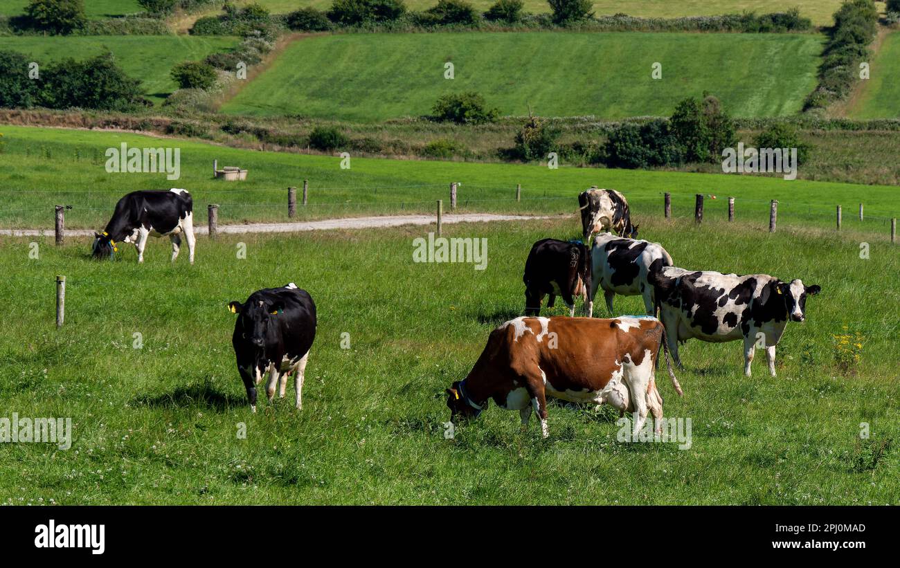 Eine Kuhherde auf einer grünen Weide in Irland. Landschaftsbau. Freegrazing von Vieh, Kuh auf Grüngrasfeld. Stockfoto