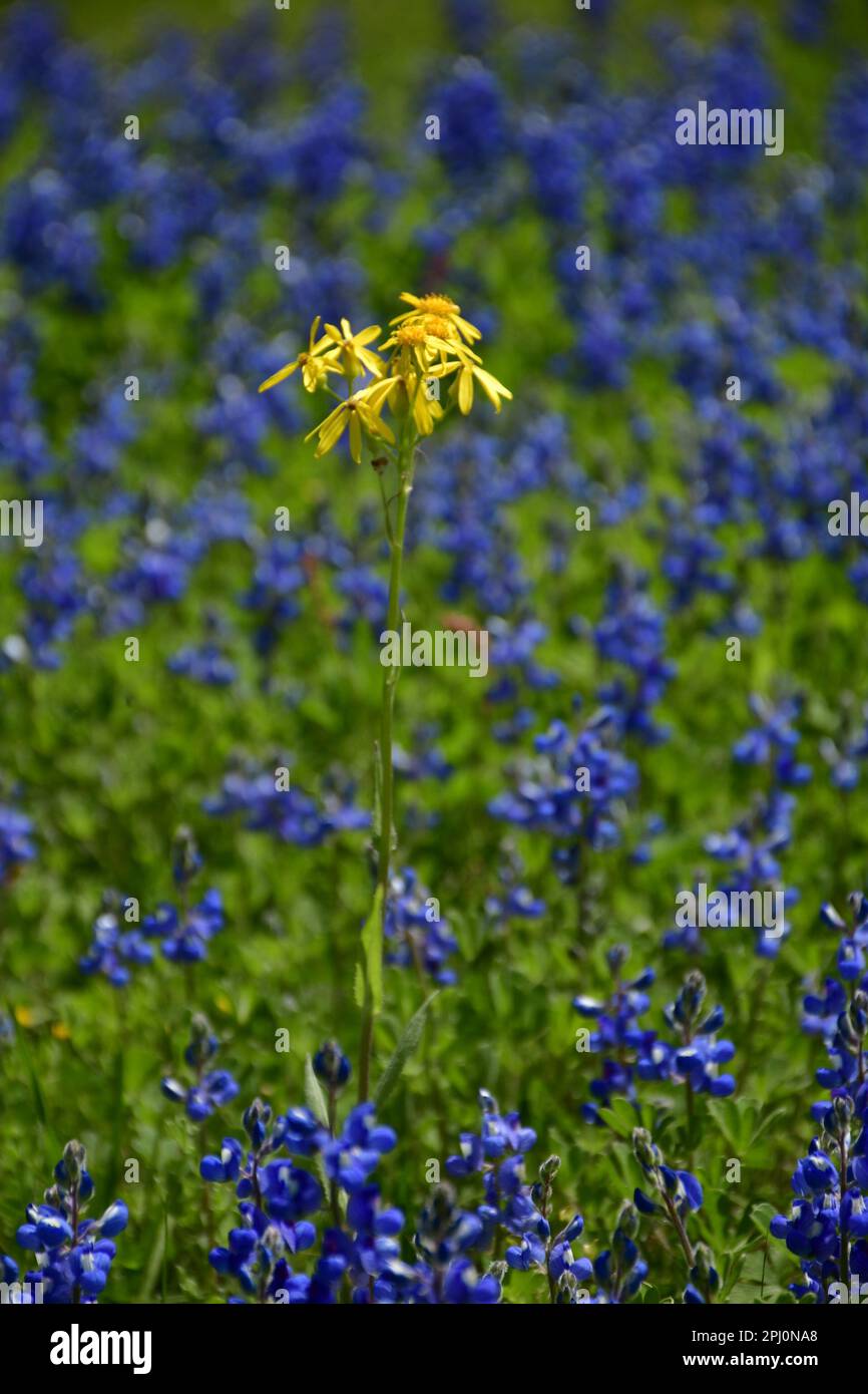 Im Frühling aufzuwachsen, nur um im Herbst zu verschwinden Stockfoto