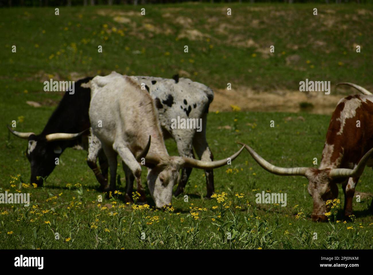 Die bunten texanischen Longhornkühe, die im Frühling auf einem niedrigen Hügel mit gelben Blumen und unbefestigten Flecken im Osten von Texas weiden Stockfoto