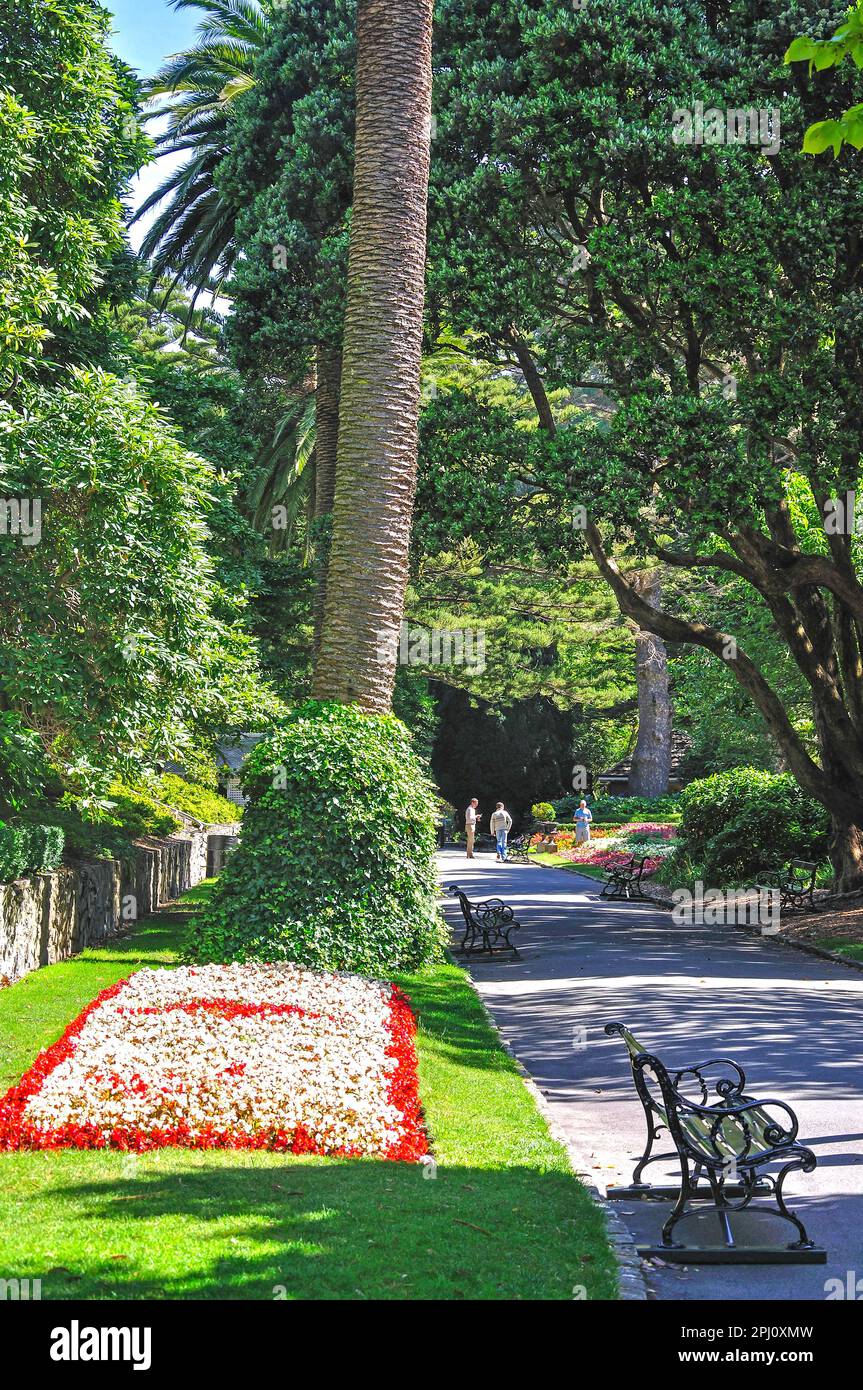 Bunte Blumen zeigt, Region Wellington Botanic Garden, Wellington, Wellington, Nordinsel, Neuseeland Stockfoto