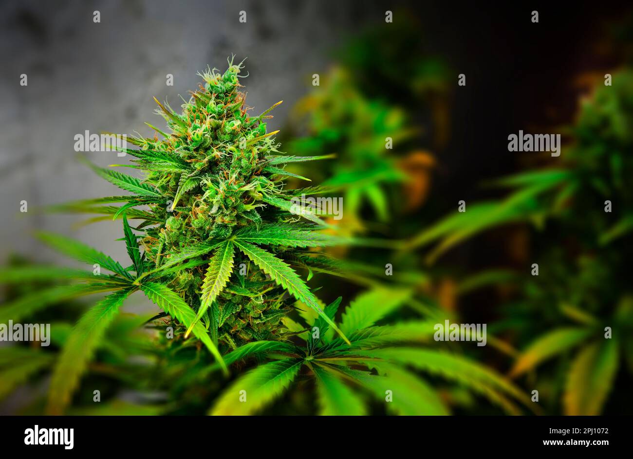 Weibliche Blume einer medizinischen Marihuana-Pflanze nähert sich Reife und Erntezeit in Michigan, USA Stockfoto