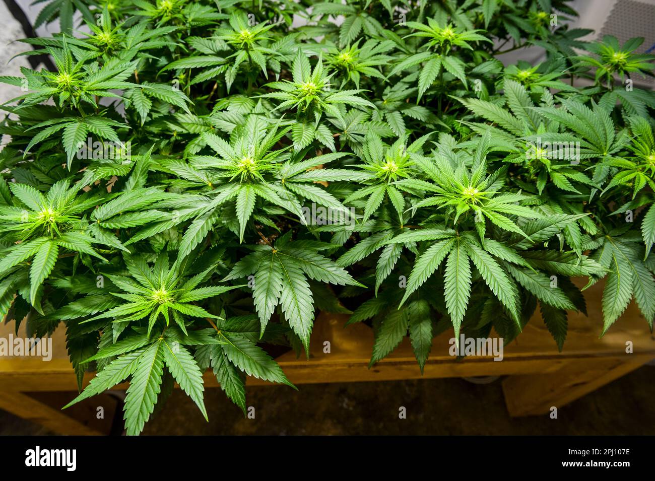 Frühe Blütezeit des Anbaus von medizinischem Marihuana in Michigan, USA. Stockfoto