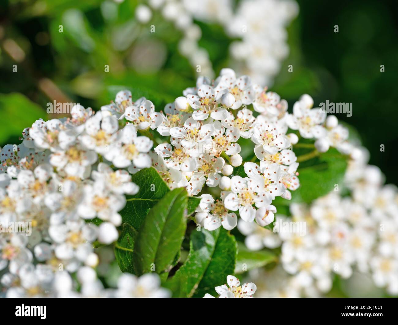 Blühendes Feuerholm, Pyracantha, im Frühling Stockfoto