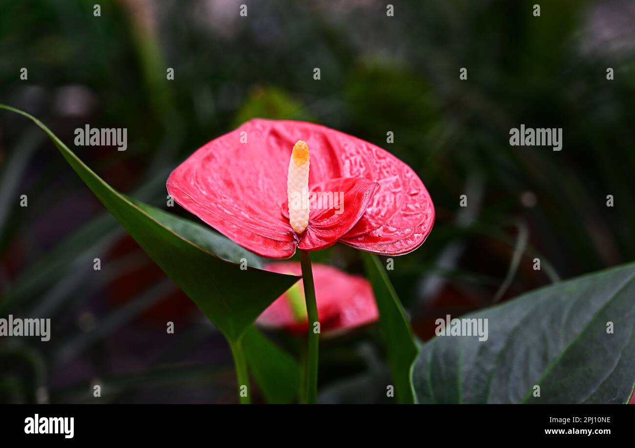 Die Blume Anthurium Andre ist rot mit herzfrmigen Blttern. Schlieen  Stockfotografie - Alamy