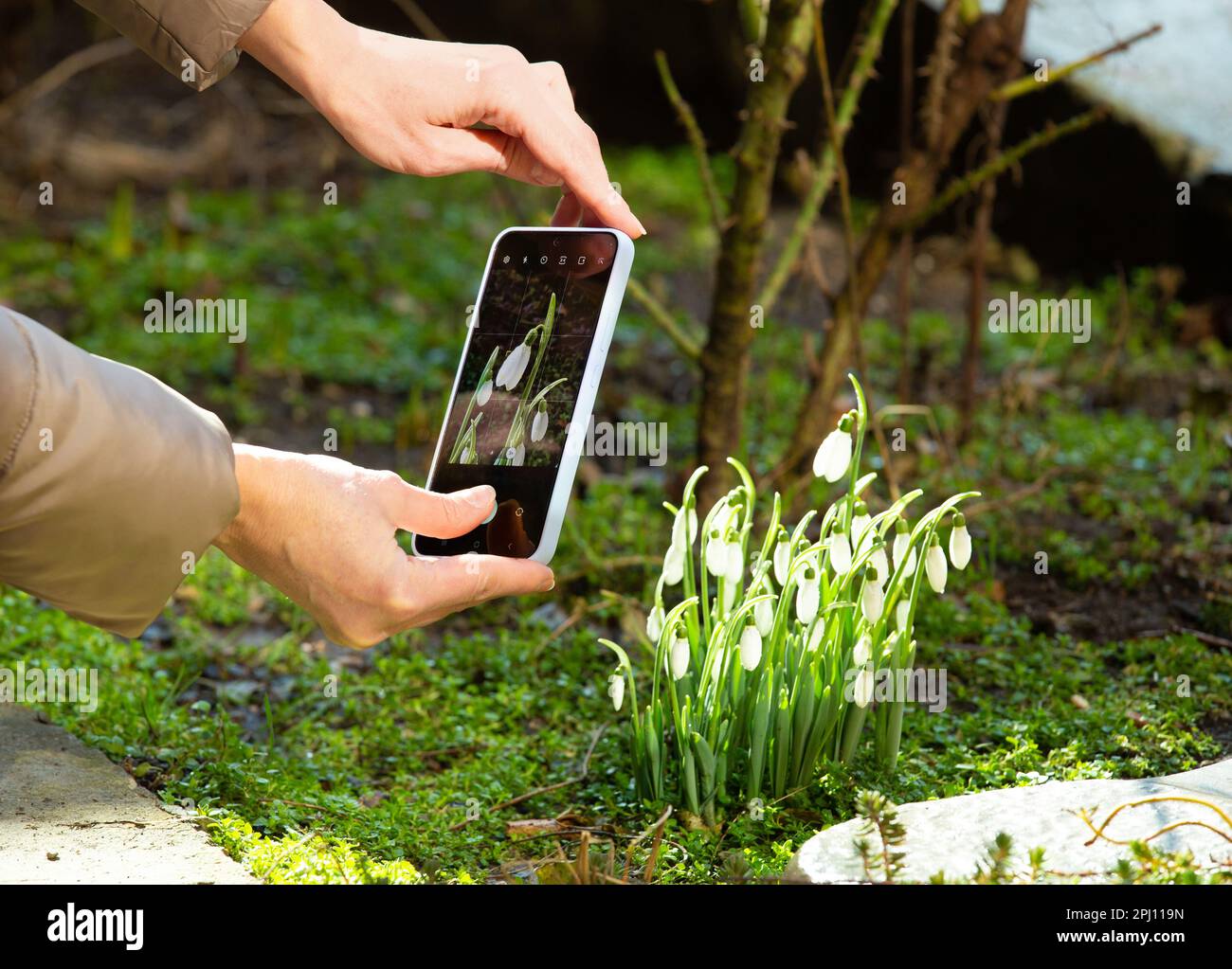 Ein Mädchen fotografiert im Frühling im Freien mit einem Handy blühende Schneeflocken. Frauenhände machen ein Foto von Schneetropfen am Telefon. Stockfoto