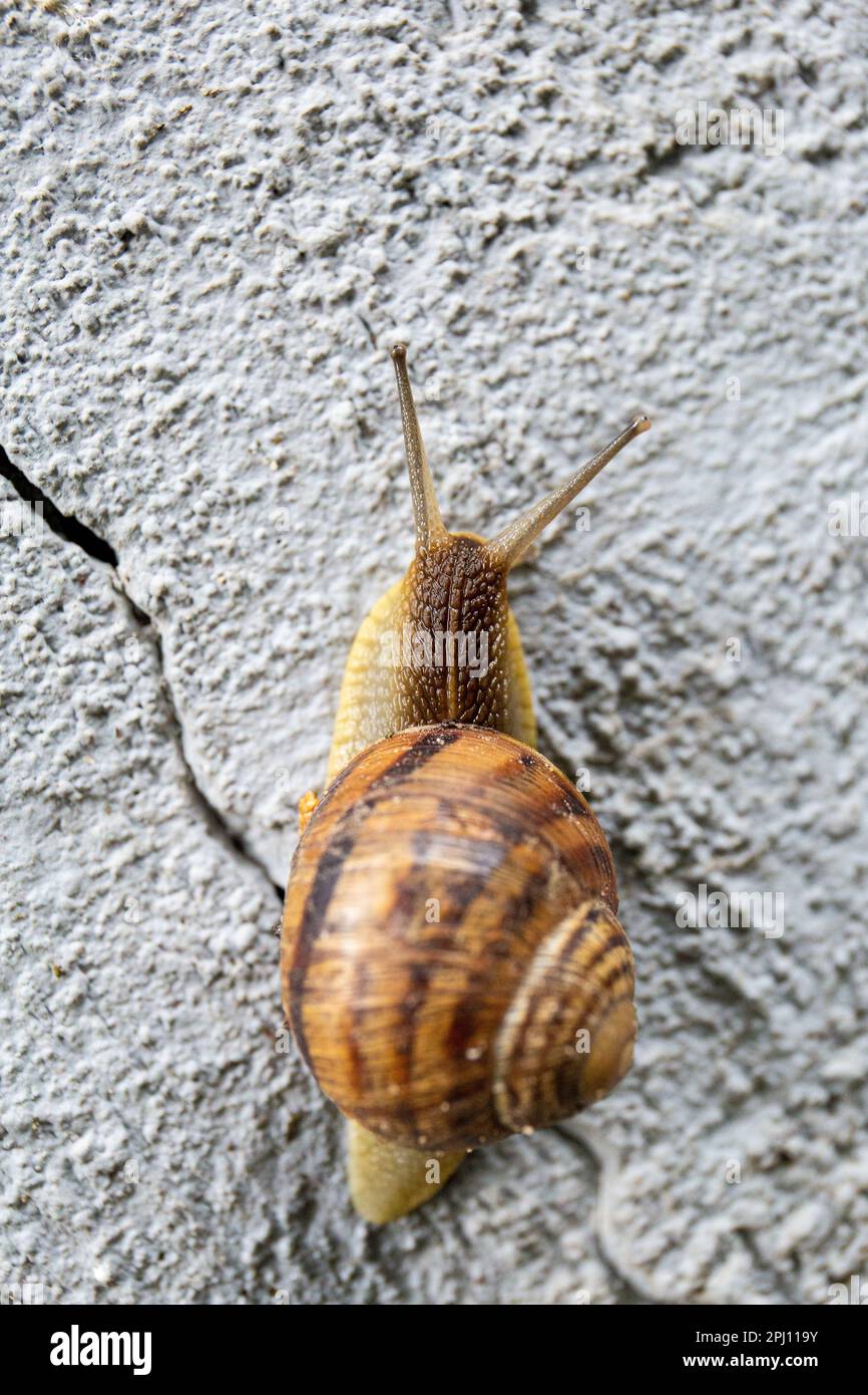 Eine große Schnecke kriecht auf einem grauen Stein aus nächster Nähe von oben. Stockfoto