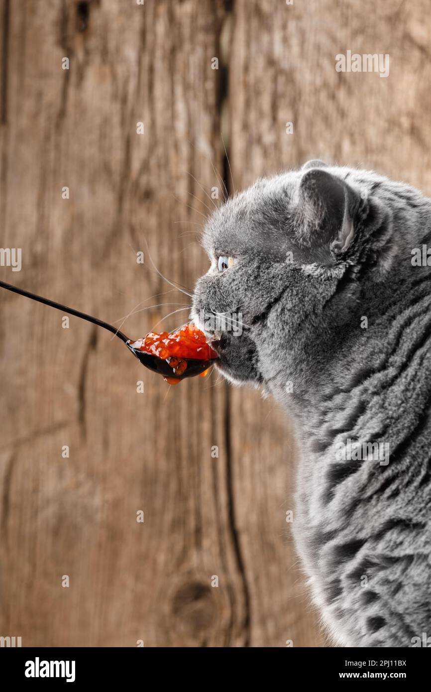 Eine graue britische Katze isst gerne roten Lachskaviar aus einem schwarzen Löffel auf Holzhintergrund. Die Katze isst Meeresfrüchte. Stockfoto