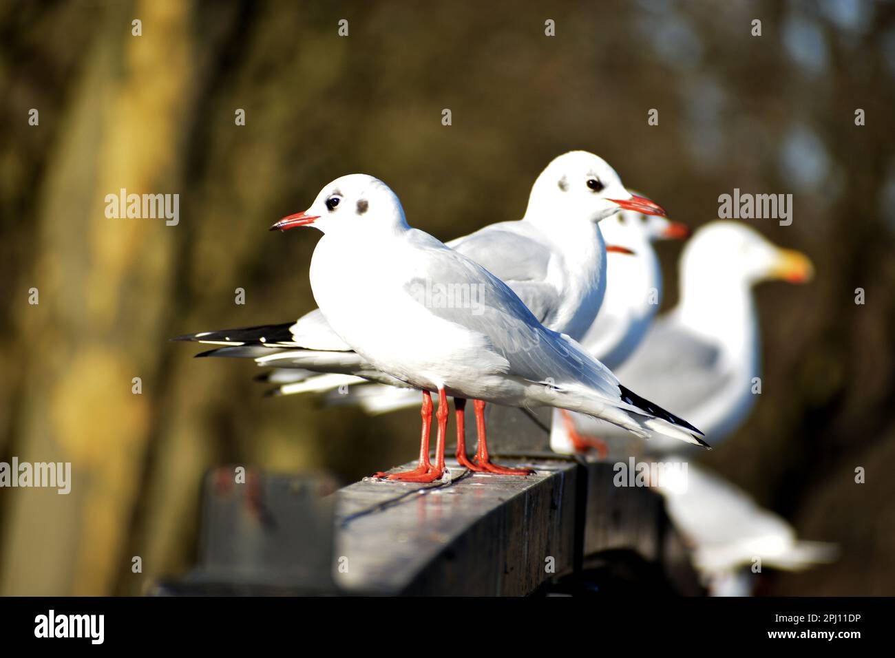 Möwen auf einer Holzplanke auf der Suche nach Nahrung Stockfoto