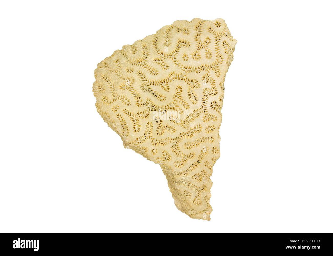 Versteinerte Steinkorallen, Dendrogyra cylindrus, versteinerte Exemplare auf weißem Hintergrund Stockfoto