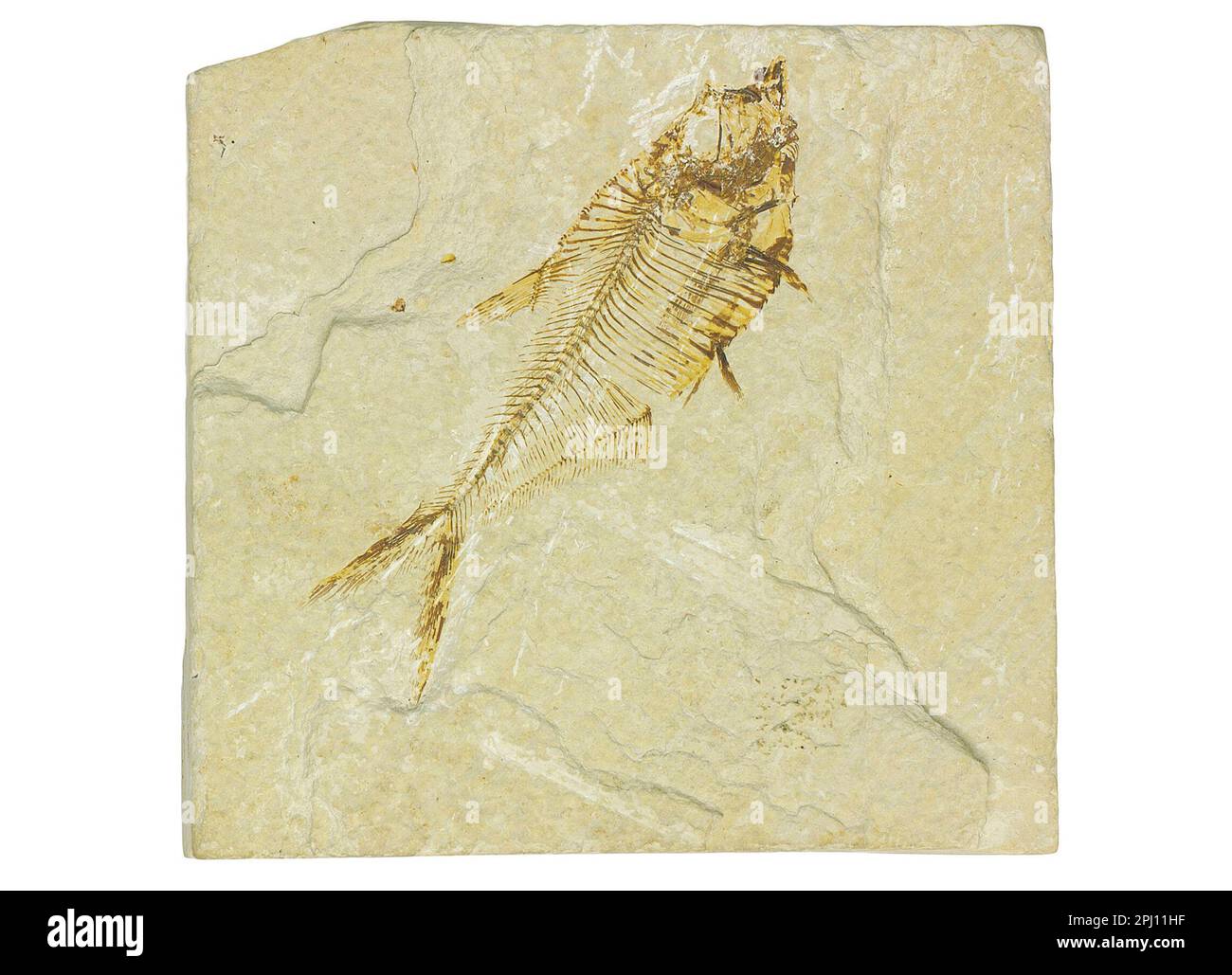 Versteinerte, mit Strahlflossen versehene Fische, Diplomystus, fossile Exemplare auf weißem Hintergrund Stockfoto