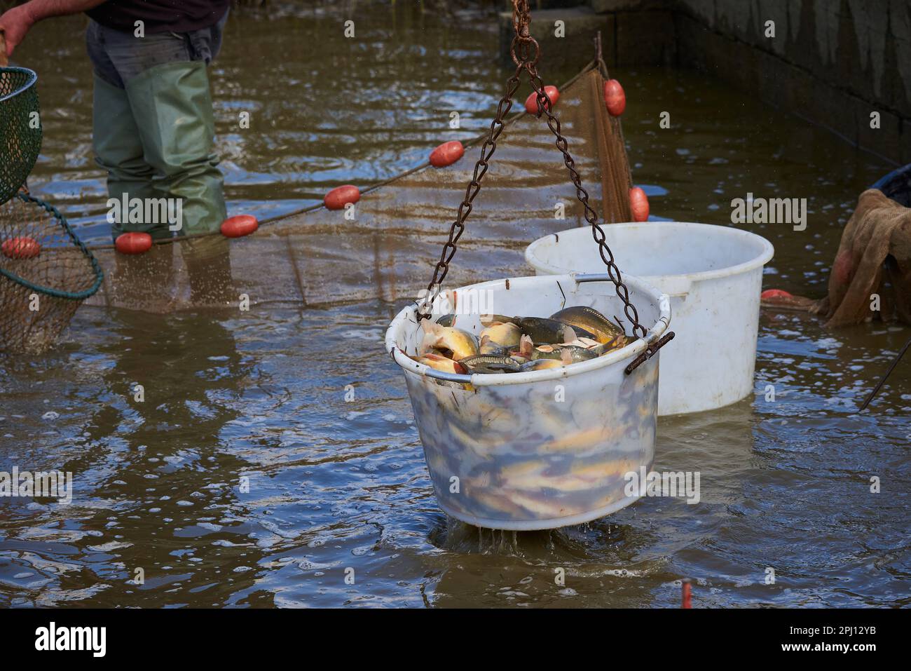 Frische Karpfenfische in einem Eimer Stockfoto