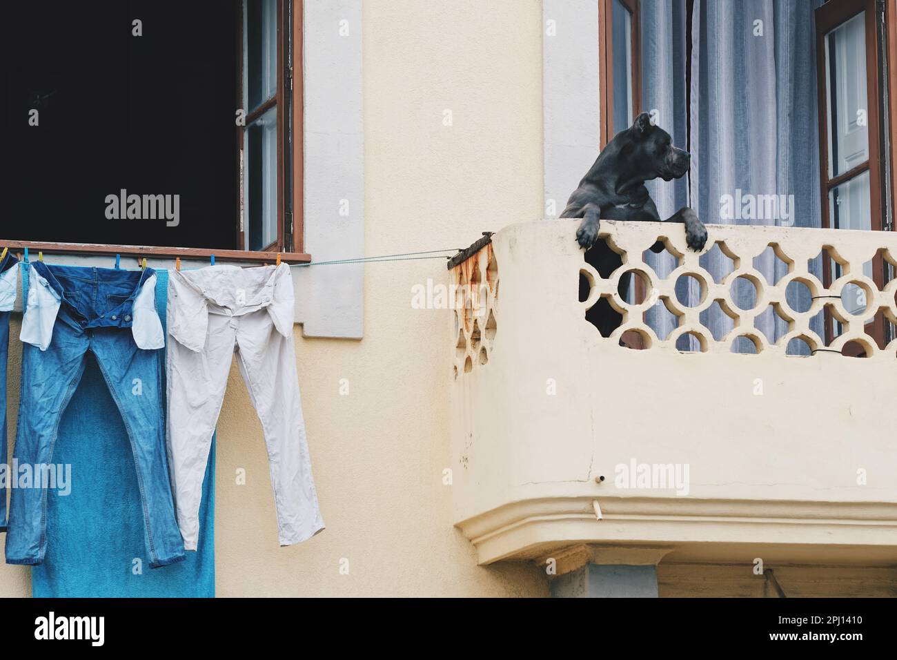 Ein heimischer schwarzer Hund, der aus einem Balkon in der Nähe offener Fenster schaut, während die Wäsche an einer Leine trocknet Stockfoto