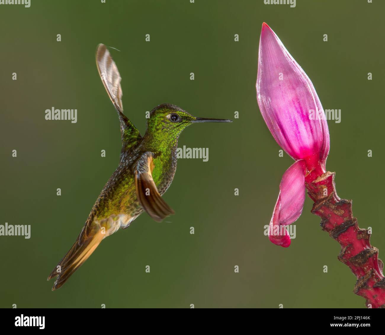 Das Brustkorn ist 11 bis 12 cm (4,3 bis 4,7 Zoll) lang und wiegt 7,3 bis 8,8 g (0,26 bis 0,31 oz). Beide Geschlechter haben einen kurzen, geraden, schwarzen Gesetzesentwurf A. Stockfoto