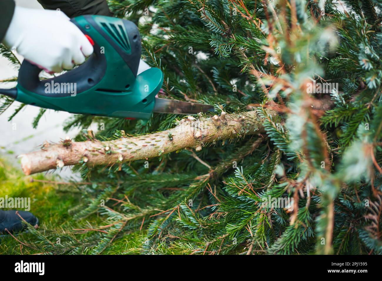 Gartenarbeit im Herbst und Winter. Ein Teenager sägt einen alten Weihnachtsbaum mit einer elektrischen Säge und schneidet Äste. Stockfoto