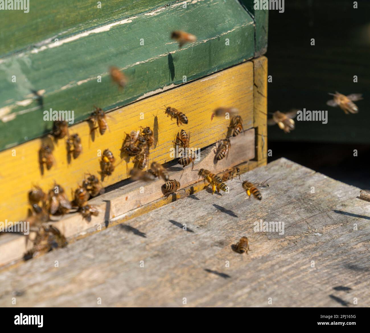 Eingang eines hölzernen Bienenstocks, umgeben von vielen Bienen Stockfoto