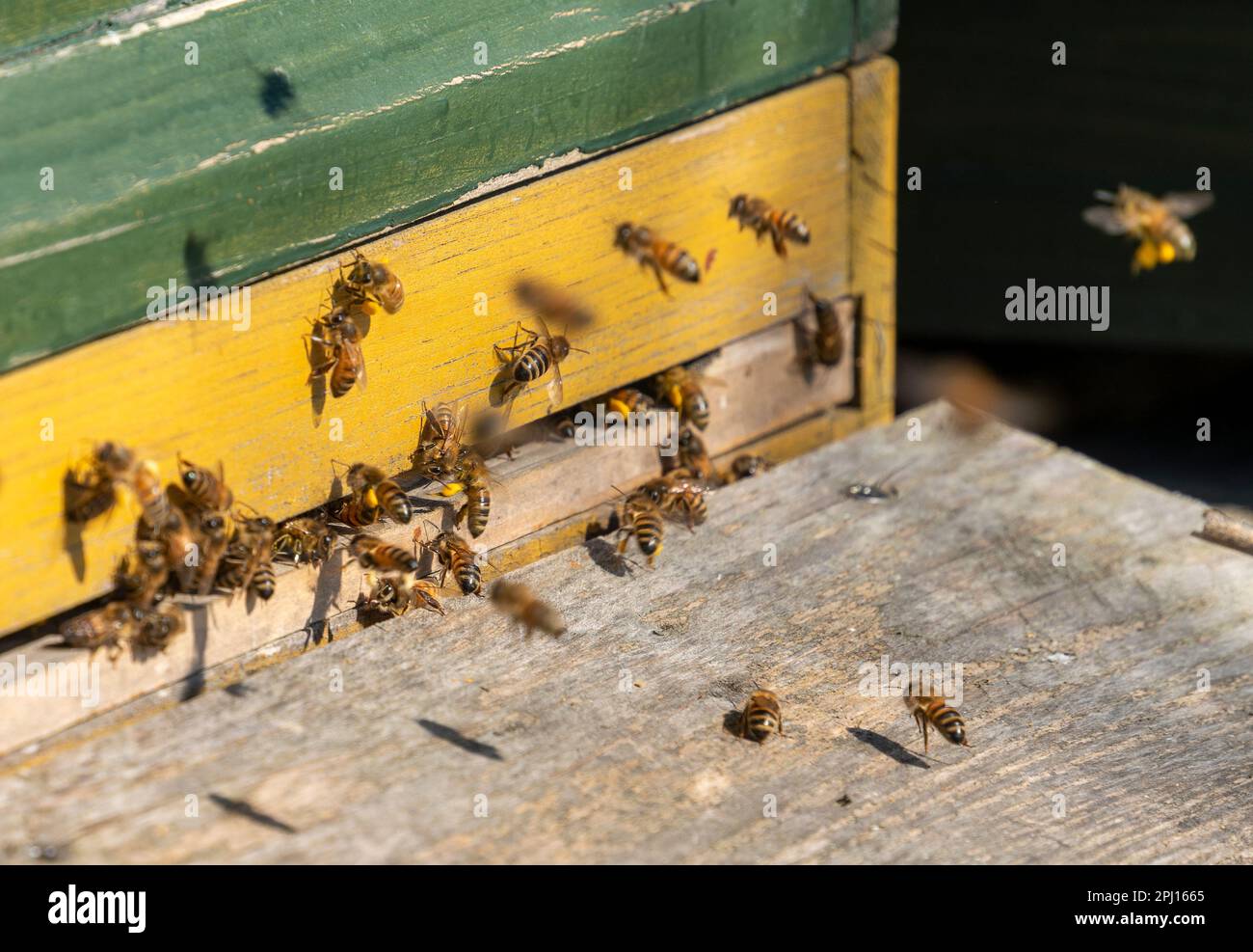Eingang eines hölzernen Bienenstocks, umgeben von vielen Bienen Stockfoto