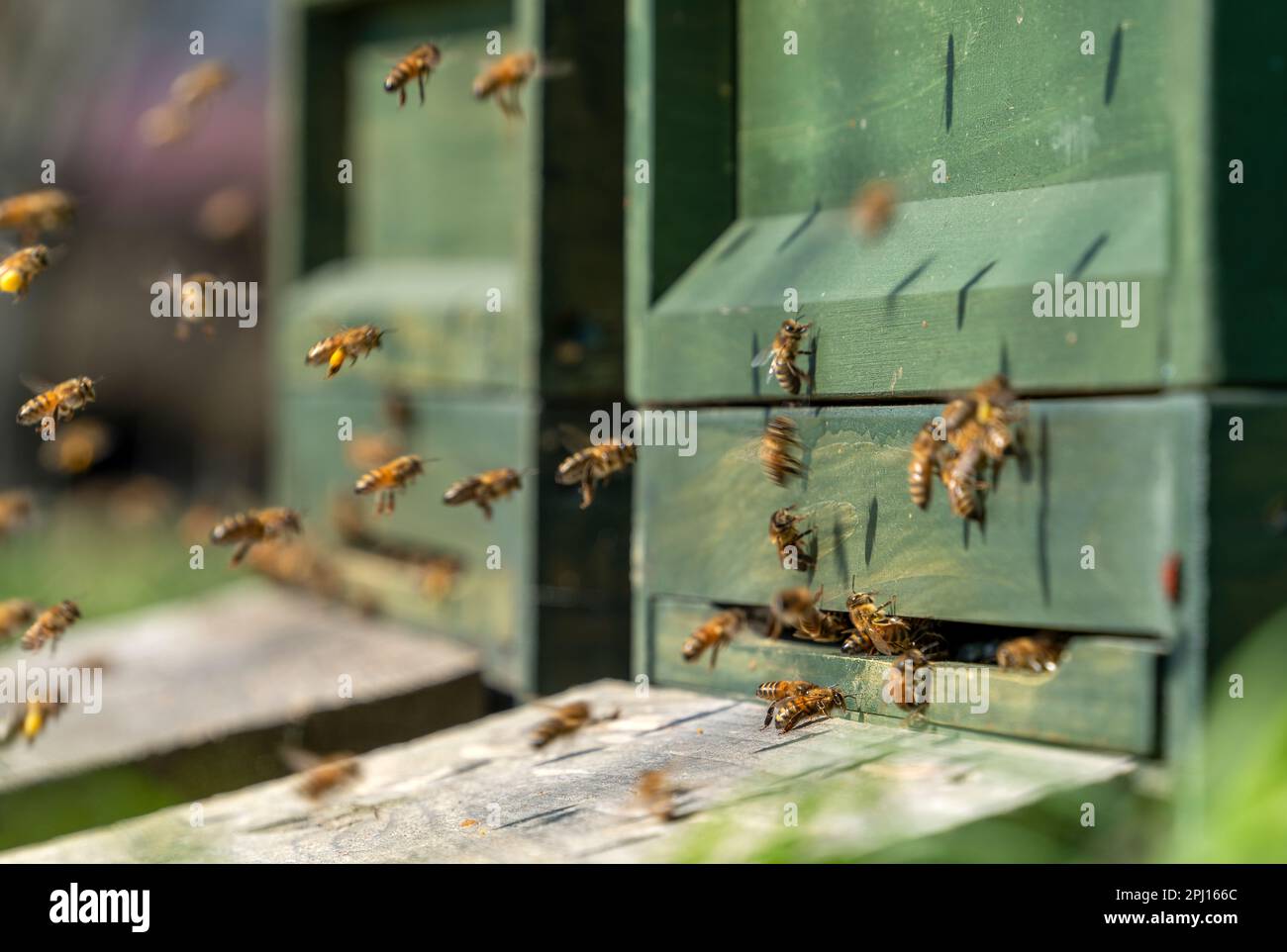 Eingang von hölzernen Bienenstöcken umgeben von vielen fliegenden Bienen Stockfoto