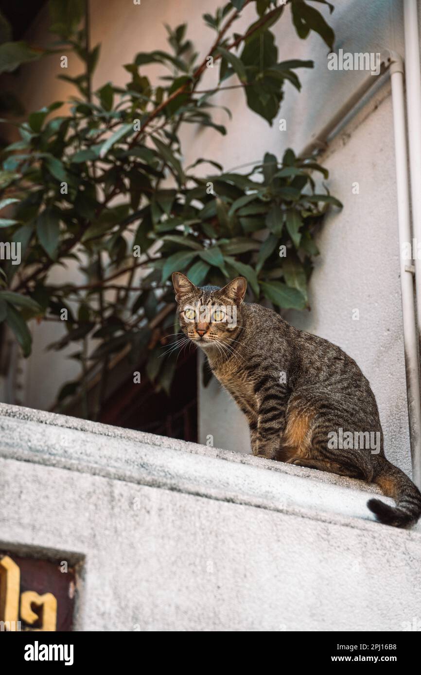 Eine graue Katze, die an der Wand sitzt und in die Kamera schaut. Stockfoto