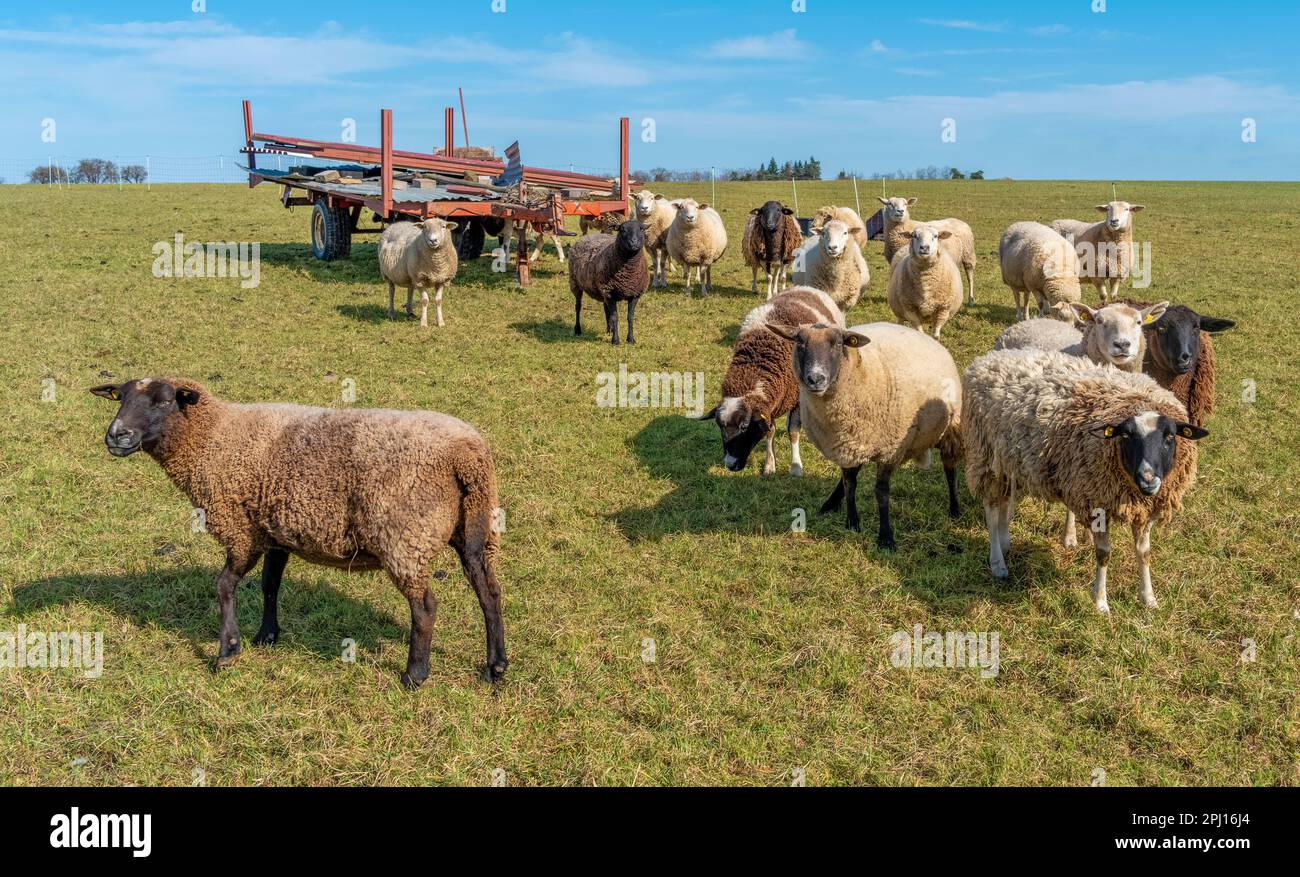 Schafherde in sonniger landwirtschaftlicher Atmosphäre im Frühling Stockfoto