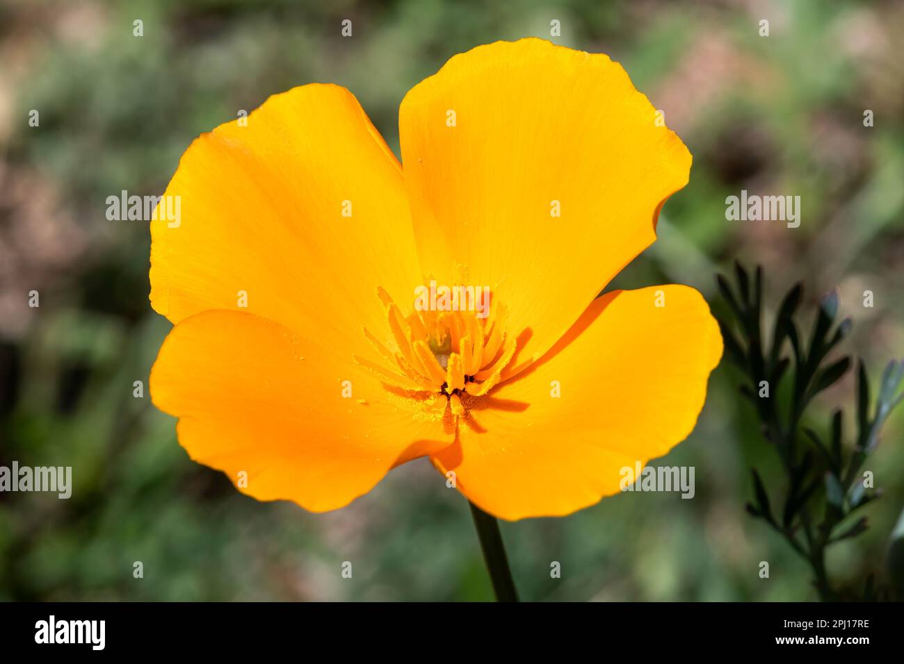 Goldmohn (Eschscholzia californica ssp. mexicana) Tucson, Arizona, USA. Stockfoto