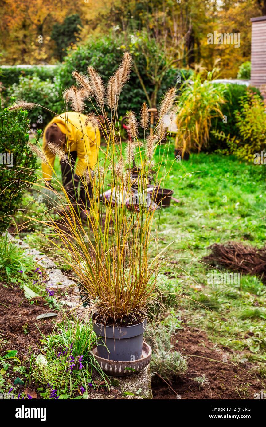 Frühlingsgärten – Ziergräser im Blumentopf für die Verpflanzung in kompostierten Boden Stockfoto